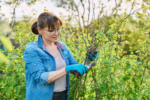 Preview: Gardener woman in gloves with pruner cuts off dry branches on blackcurrant bush