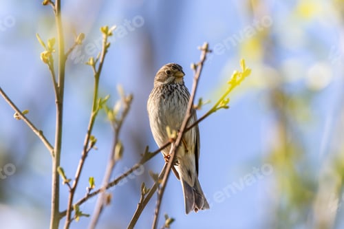Preview: Corn-bunting bird sitting on a thin branch of a tree.