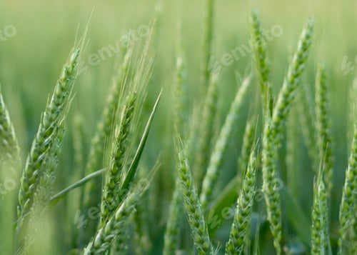 Preview: Spikelets of young green wheat field in Kherson Ukraine. Organic Food and Groceries