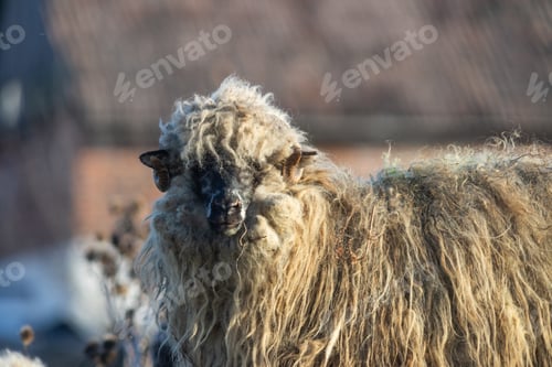 Preview: hungarian racka sheep grazing on meadow