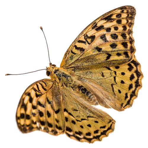 Preview: Butterfly Silver-Washed fritillary, lat. Argynnis paphia, isolated on white background