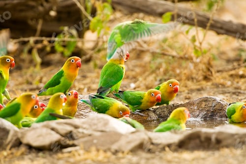Preview: Flock of colorful Fisher's love birds taking a bath and drinking