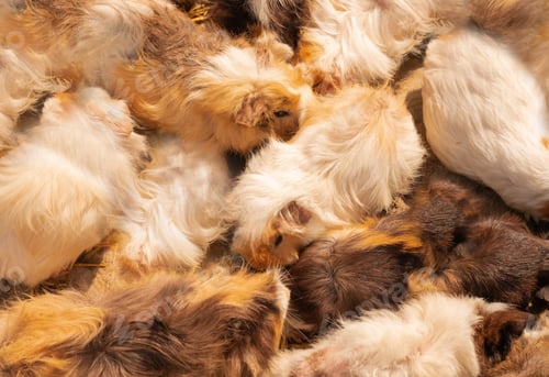 Preview: Many guiney pigs, high angle, top view shot.Animal pet background