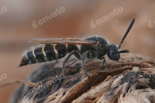 Preview: Closeup on a mediterranean wasp, Meria tripunctata, sitting on wood