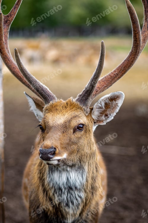 Preview: autumn deer portrait. close-up