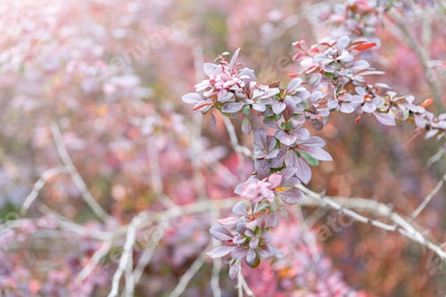Preview: A branch of pink and purple barberry in a light haze close-up. Copy space.