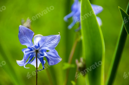 Preview: Wild flower nature background