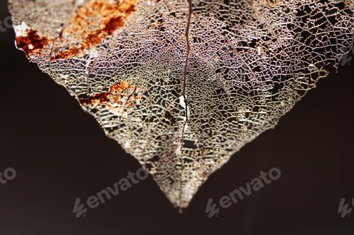 Preview: Macro shot of leaf vein skeleton. Abstract texture background.
