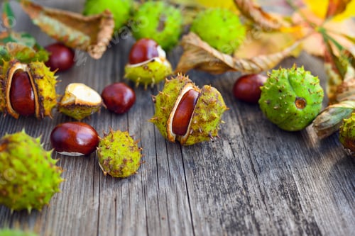 Preview: Chestnuts with dry leaves on old wooden background