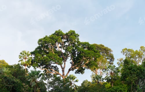 Preview: Green parks forest field and tree background