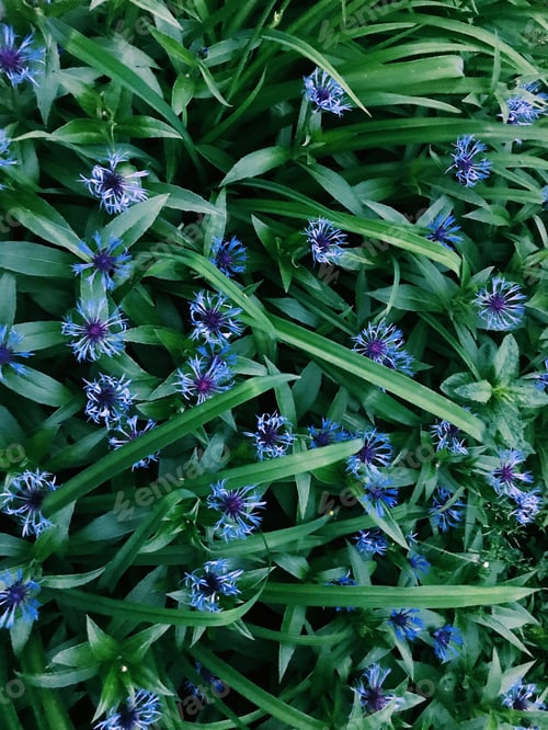 Preview: Blue flowers background