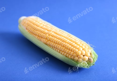 Preview: Ears of raw corn on a blue background