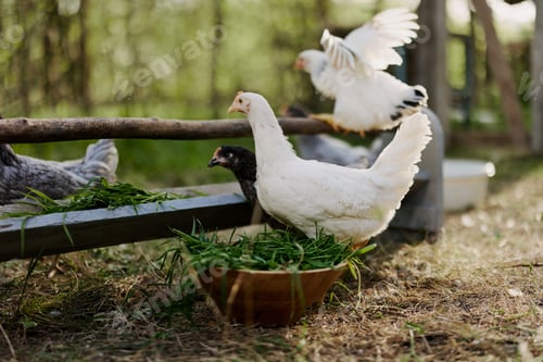 Preview: Young healthy chickens go from feeders at the farm organic grass and corn feed for better health in