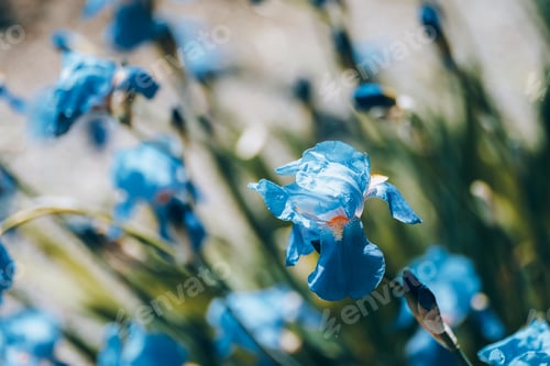 Preview: Blue iris flowers blooming in the garden in spring, closeup. Selective focus
