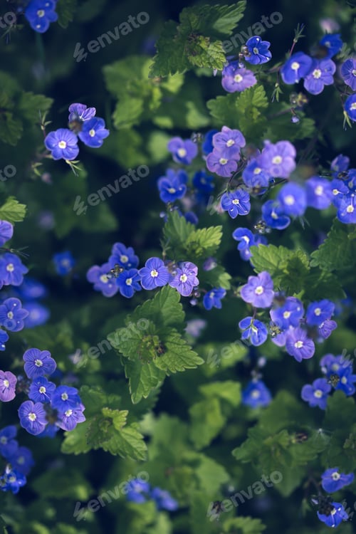 Preview: Many blue forget-me-nots, natural floral background, selective focus