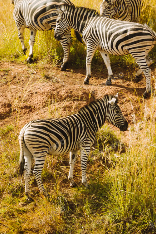 Preview: Zebra