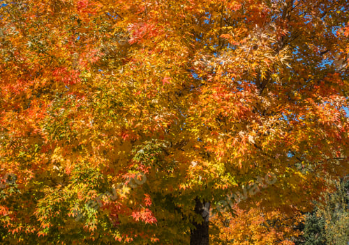 Preview: A Tree In Burien, Washington Radiates Goldem Autumn Colors. Background Shot.