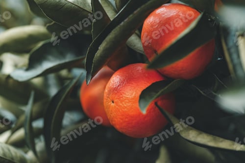 Preview: Ripe tangerine on a tree branch surrounded by green leaves