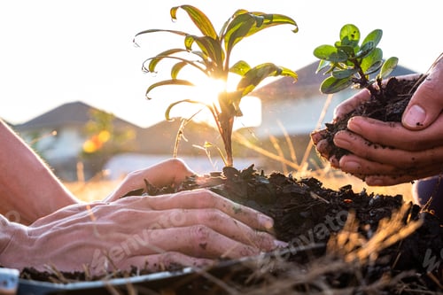 Preview: Young men join hands together to plant trees on fertile ground. The concept of protecting nature.