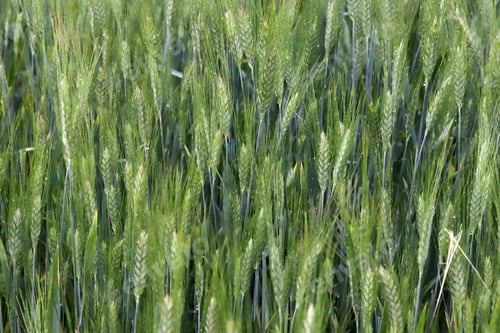 Preview: ears of wheat in rain drops closeup