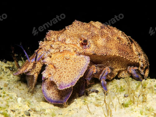 Preview: Mediterranean slipper lobster