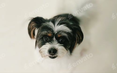 Preview: My dog
