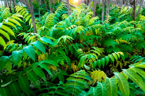 Preview: Branches of bushes with wild green leaves in a dense forest.