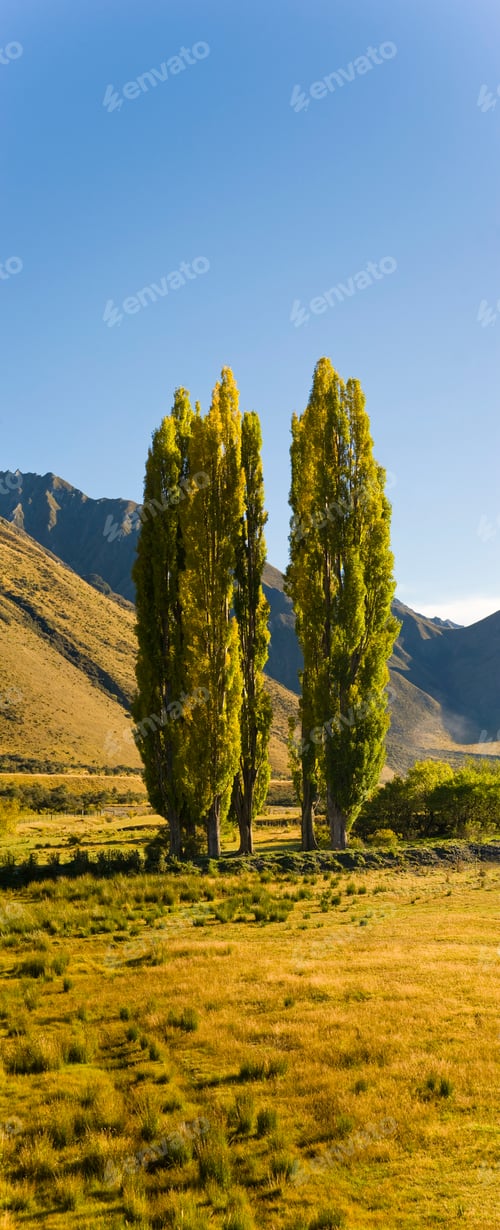 Preview: Panoramic Photo of Orange Autumn Poplar Trees at Lake Moke, Queenstown, South Island, New Zealand