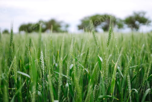 Preview: Unripe wheat - green wheat field. Agricultural growth and farming business concept.