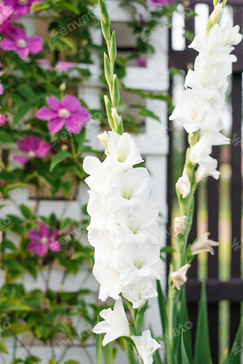 Preview: White Gladiolus Flower in Summer in the garden