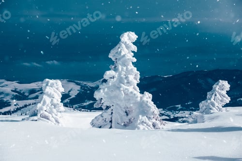 Preview: Snowy fir trees