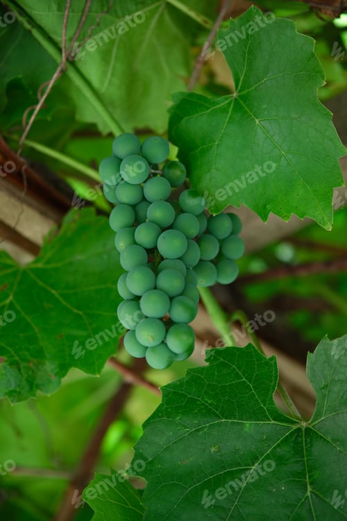 Preview: Bunch of unripe green grapes Isabella