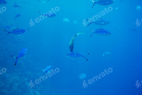 Preview: Fish underwater