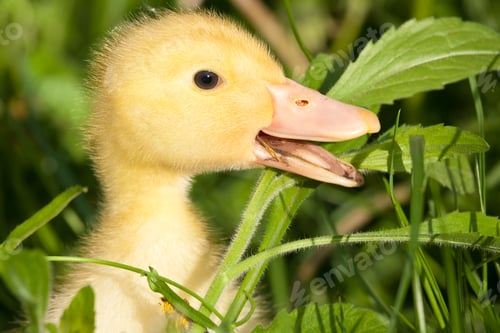 Preview: Small duckling