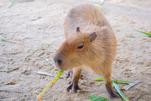 Vorschau: Capybara frisst Gras im Stall im Zoo