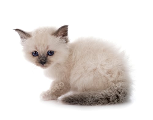 Preview: birman kitten in studio