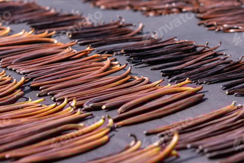 Preview: Vanilla pod drying in sunlight