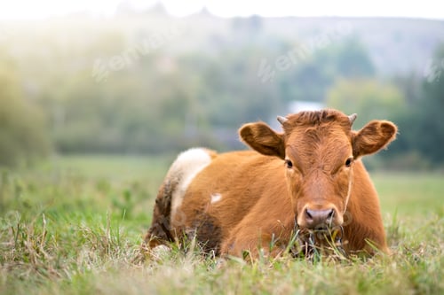 Preview: Brown milk cow grazing on green grass at farm grassland.