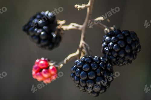 Preview: Closeup shot of Blackberries with blurred background