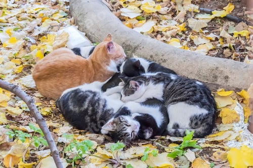 Preview: Cats lounging on a bed of autumnal leaves, surrounded by a scattering of additional foliage