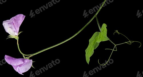 Preview: Violet flower of sweet pea, isolated on black background