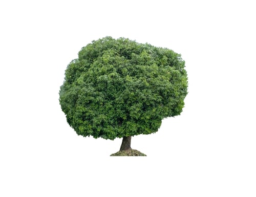 Preview: Big Mangoo tree green leaves with trunk