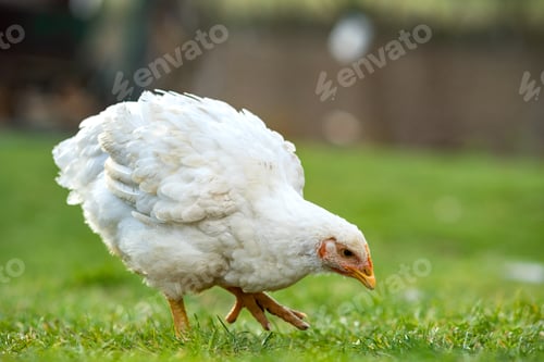 Preview: Hen feed on traditional rural barnyard. Close up of chicken standing on barn yard