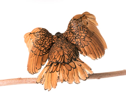 Preview: golden Sebright chicken