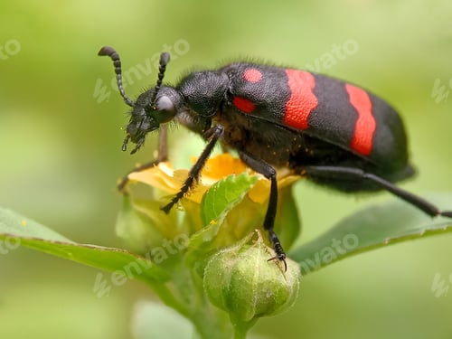 Preview: Bilster Beetle