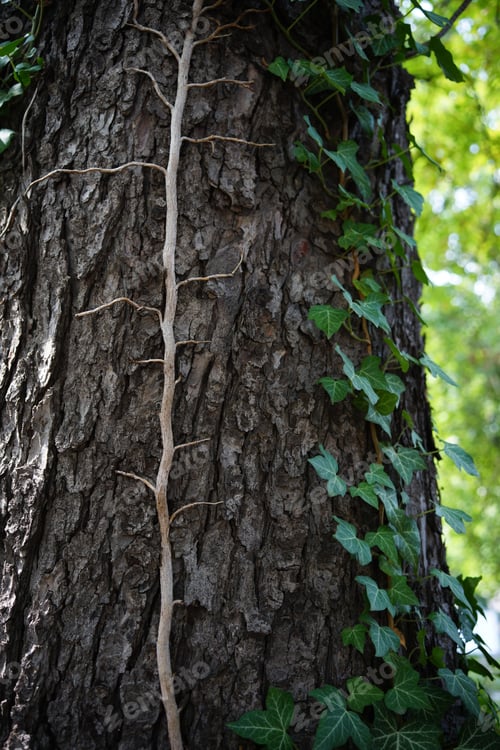 Preview: Tree trunk adorned with ivy
