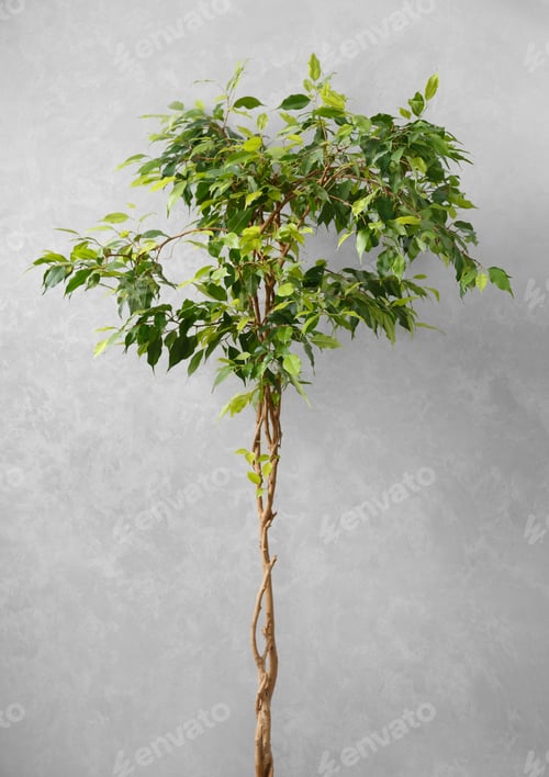 Preview: Ficus benjamina with a beautifully intertwined trunk in a flowerpot against a gray wall.