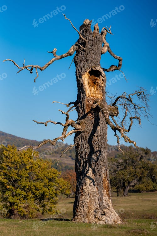 Preview: Lone, weathered tree stands against a clear blue sky in a serene landscape