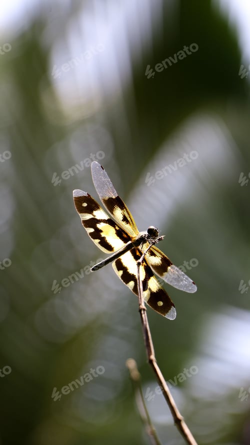 Preview: Vertical shot of a common picture wing (Rhyothemis variegata) dragonfly on a twig