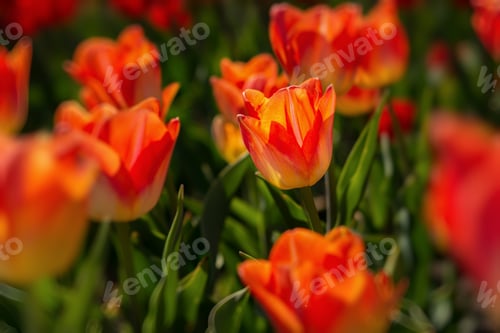 Preview: Orange tulips close-up in the garden. Beautiful spring flower background.